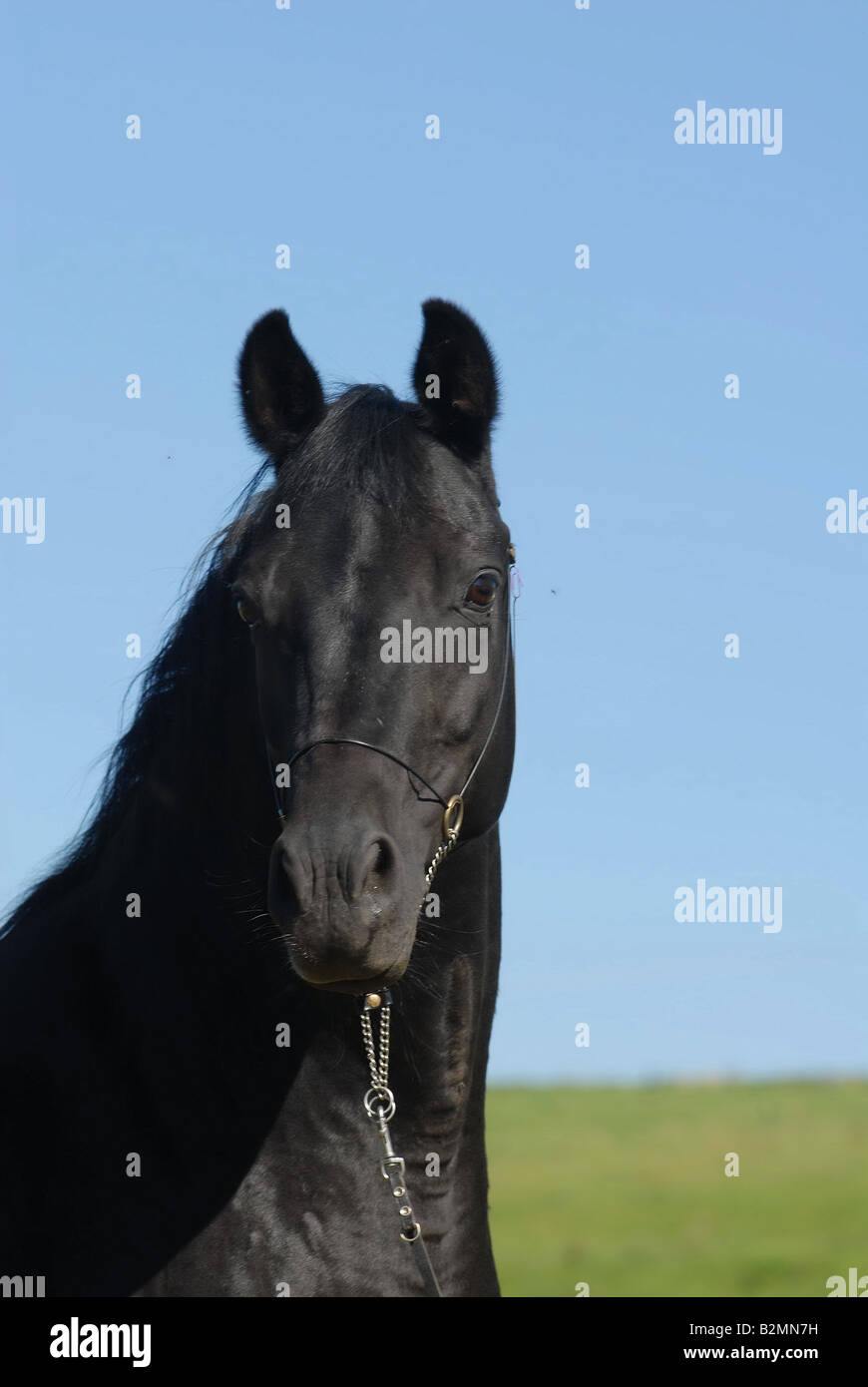 Trakehner Horse Portrait Horse Breeding Stock Photo - Alamy