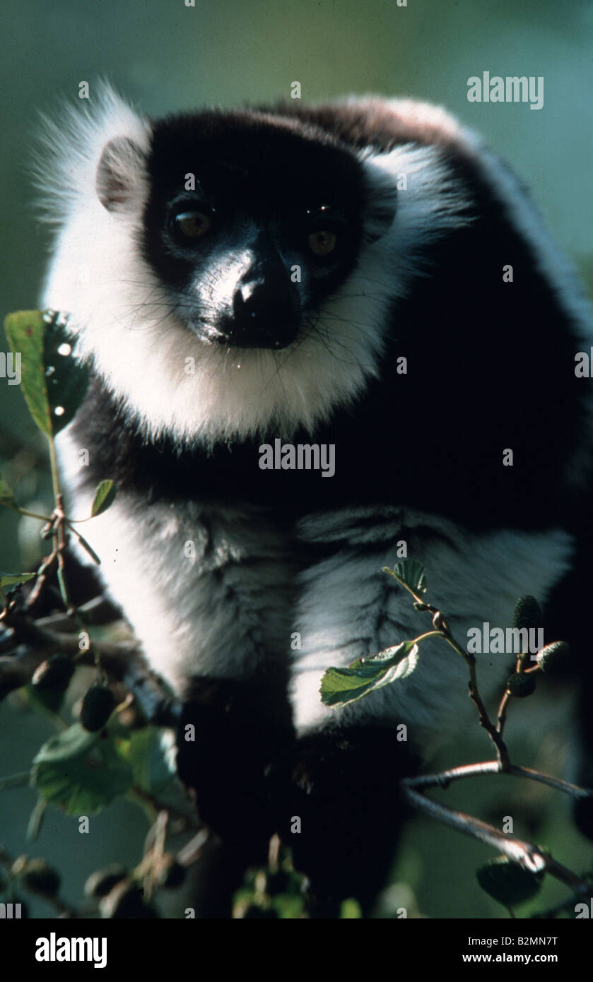 black and white ruffed lemur varecia variegata Stock Photo