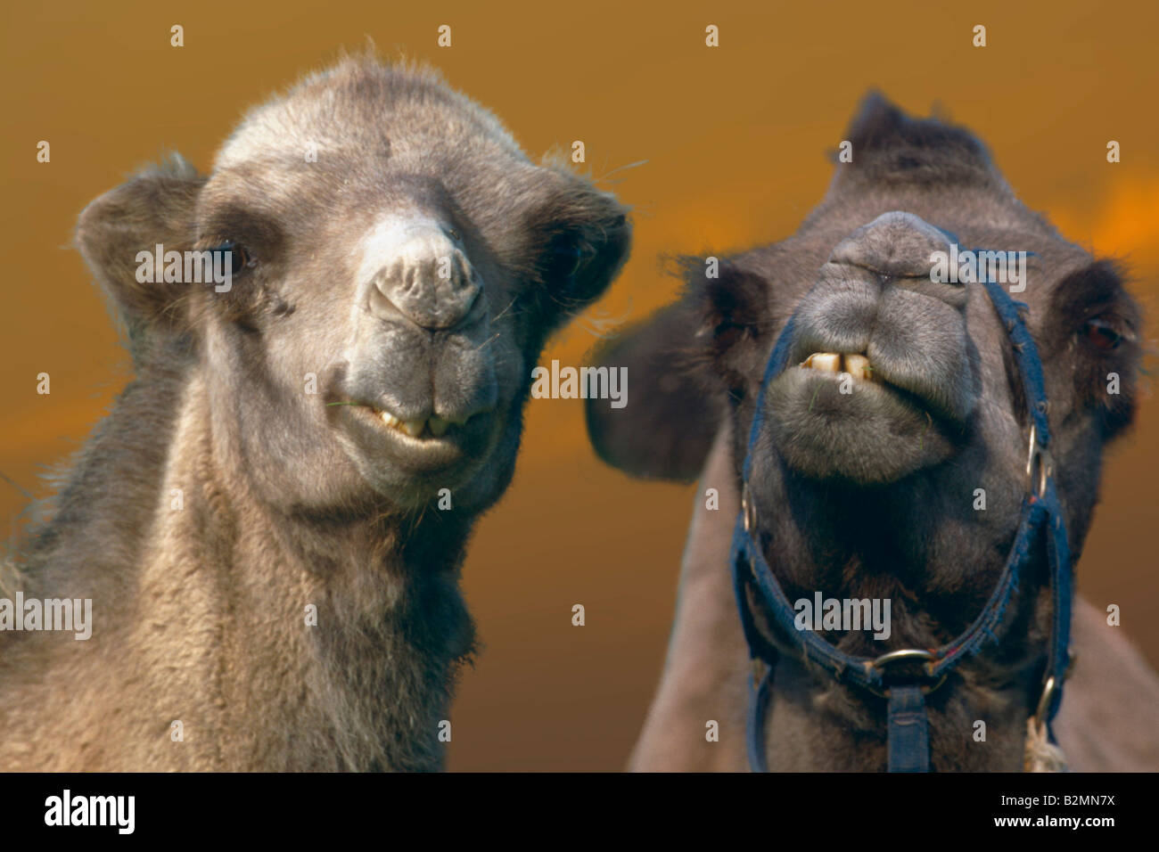 Camels Camelus Pair Portrait Stock Photo