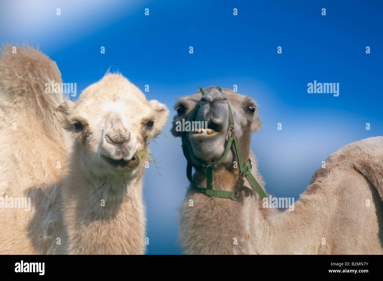 Camels Camelus couple Stock Photo