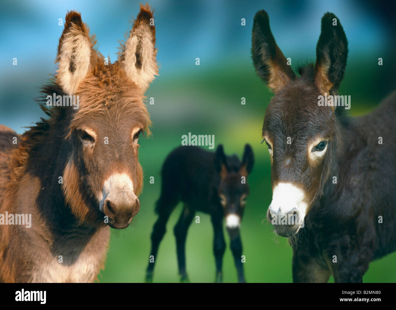 Donkeys Family Equus Asinus asinus Parents Cub Stock Photo Alamy