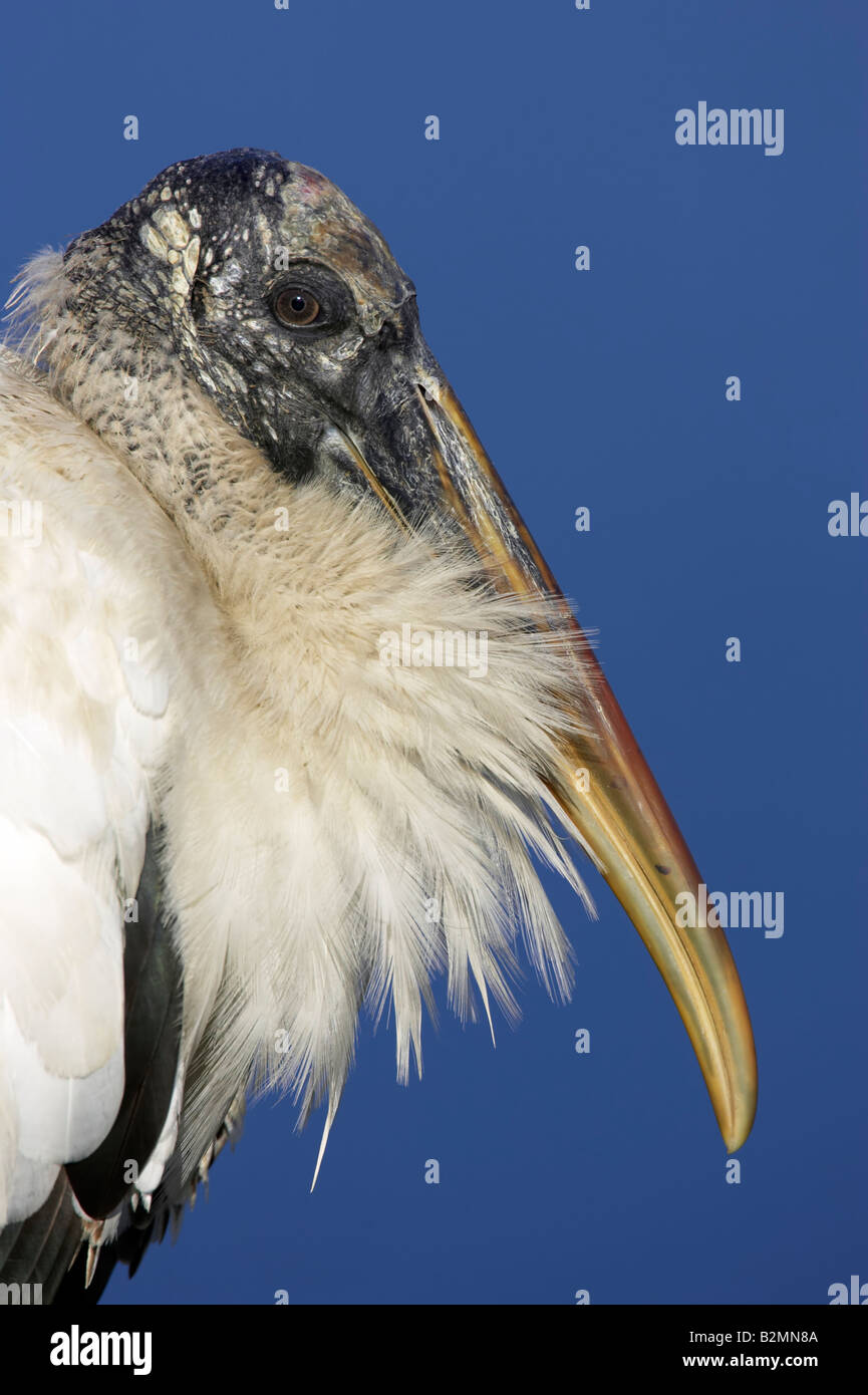 Wood Stork Mycteria americana Portrait Stock Photo