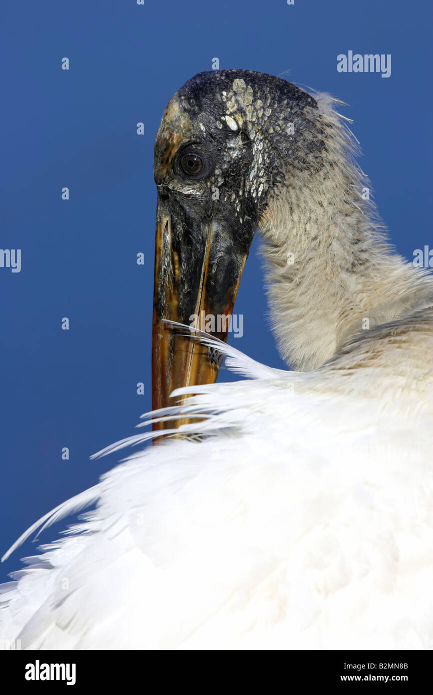 Wood Stork Mycteria americana Portrait Stock Photo