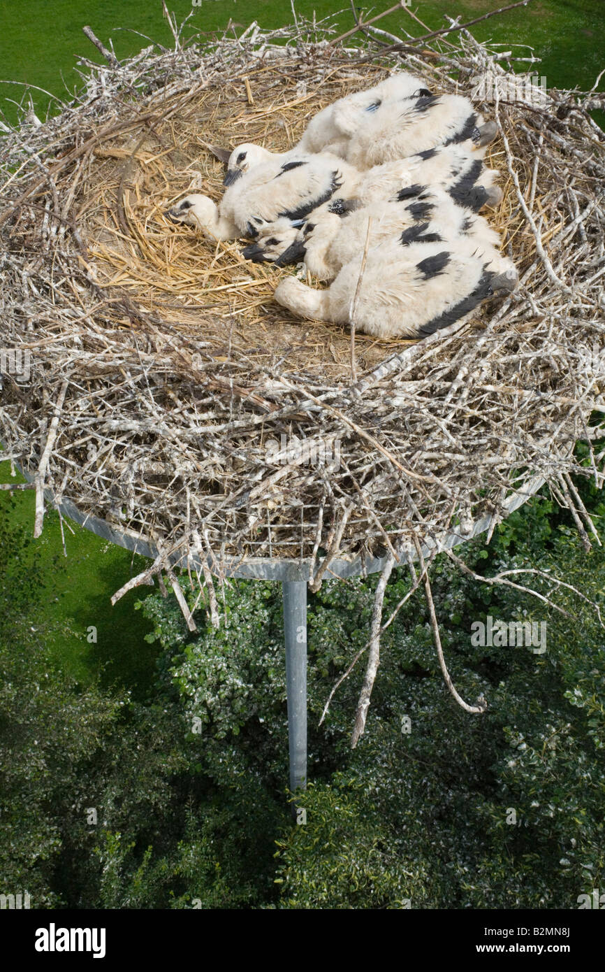 White Stork Nest Chicks Ciconia ciconia Germany Stock Photo