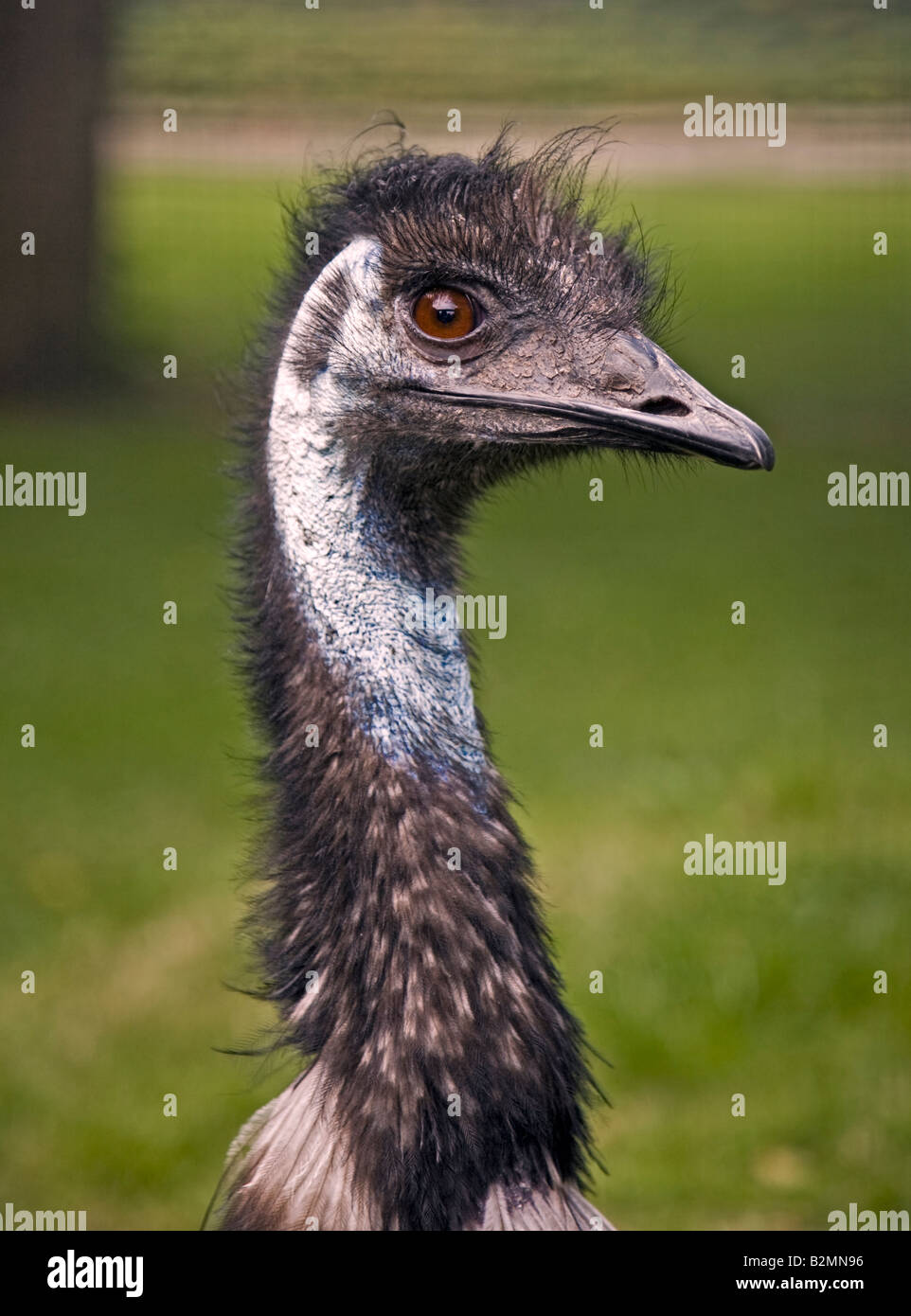 Emu (Dromaius novaehollandiae) portrait Stock Photo