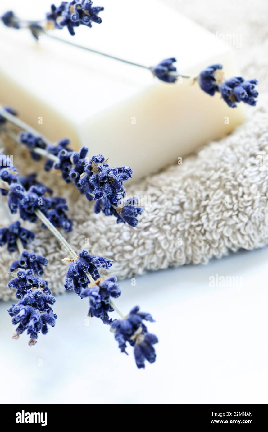 Bar of natural aromatherapy soap with dried lavender Stock Photo Alamy