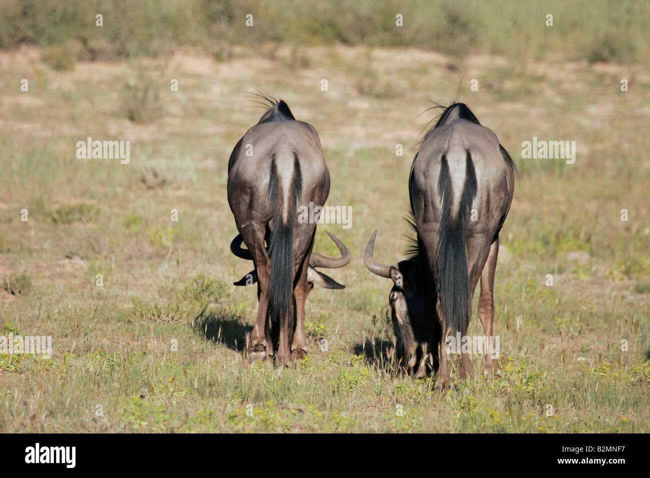 Blue Wildebeests Couple Connochaetes taurinus South Africa Southafrica Stock Photo