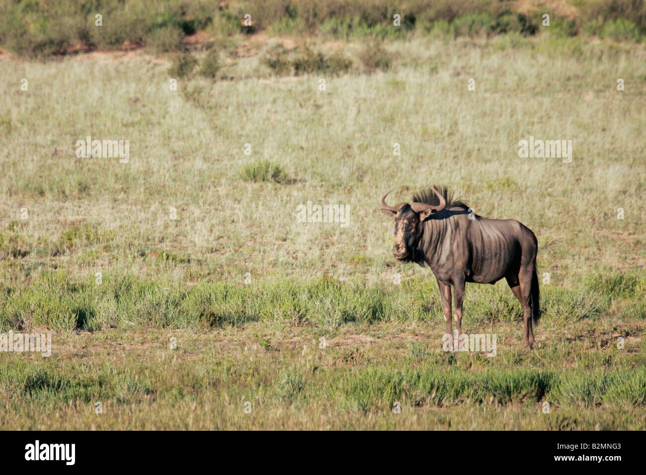 Blue Wildebeest Connochaetes taurinus South Africa Southafrica Stock Photo