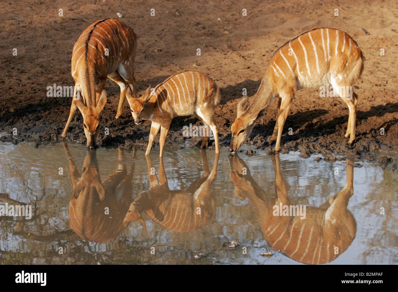 Nyala antelope Nyala antilope Nyala Flachlandnyalas Tieflandnyalas