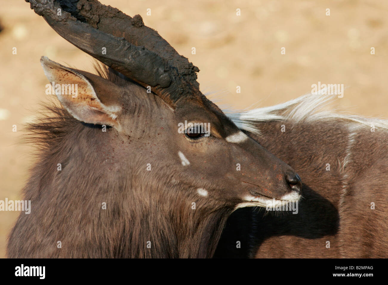 Nala Tragelaphus angasii Southafrica Male Antelope Stock Photo - Alamy