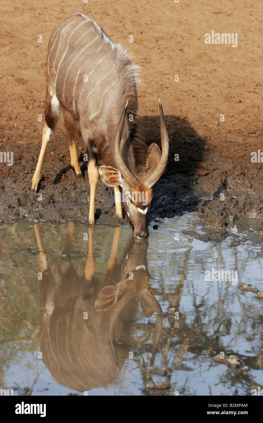 Nala Tragelaphus angasii South Africa Male Antelope Stock Photo - Alamy