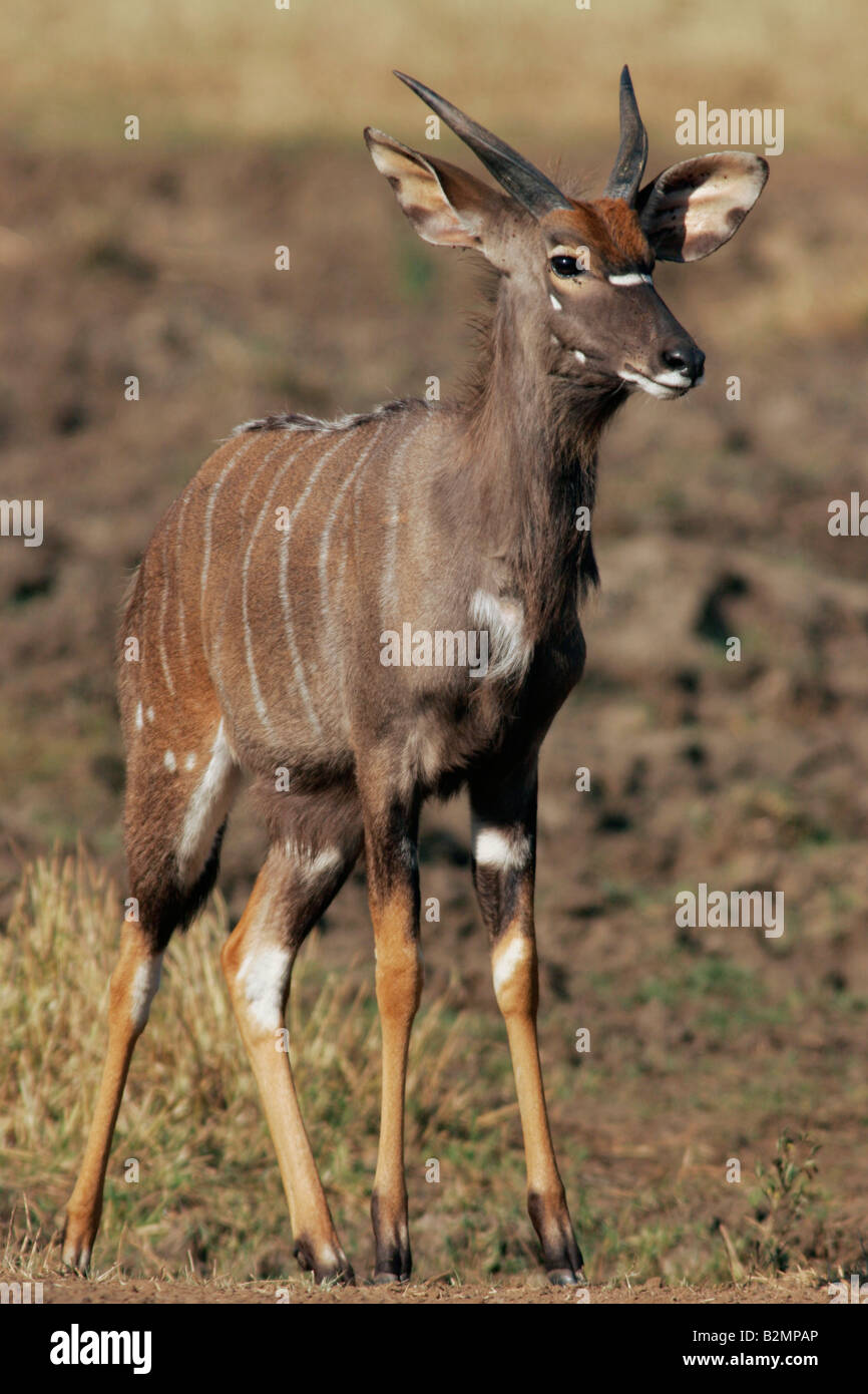 Tragelaphinae hi-res stock photography and images - Alamy