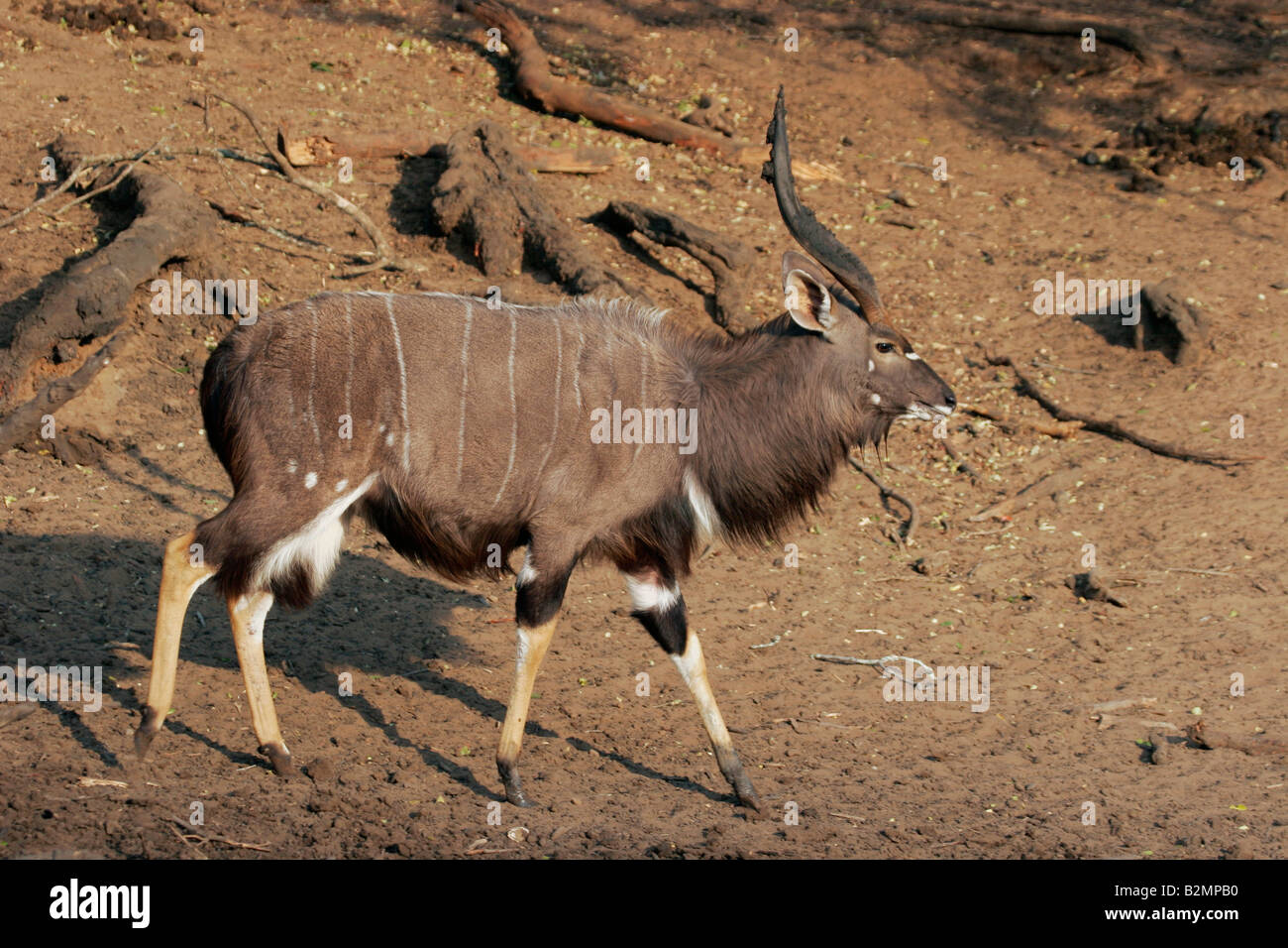 Nala Tragelaphus angasii Southafrica Male Antelope Stock Photo - Alamy