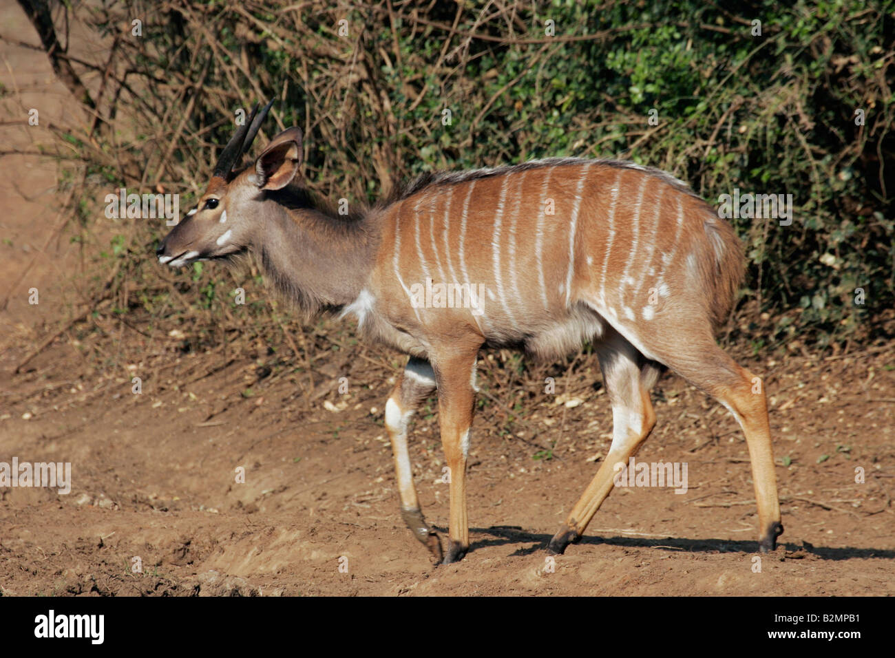 Nala Tragelaphus angasii Southafrica Male Antelope Stock Photo - Alamy