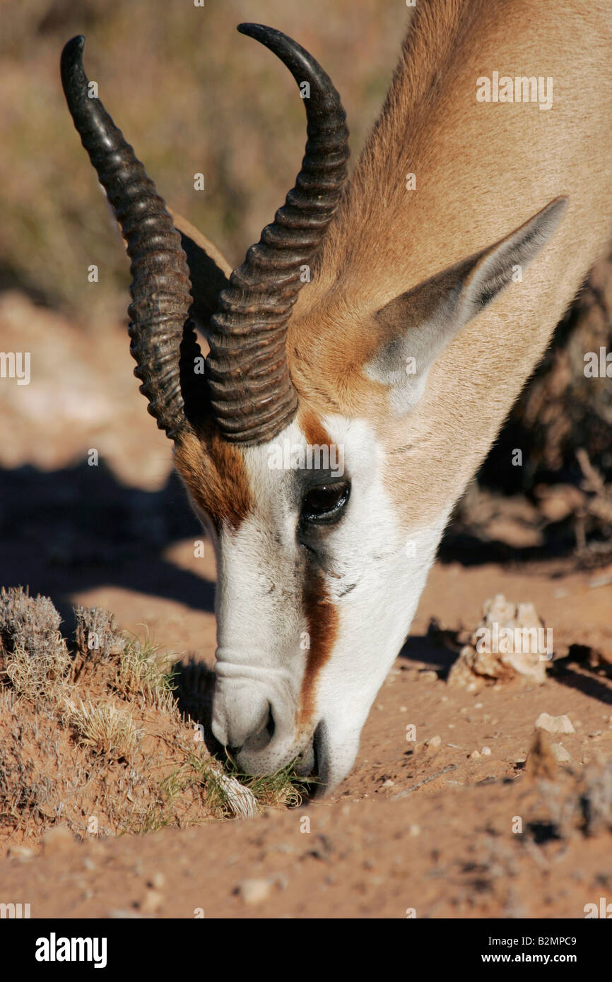 Eating Springbok Antidorcas marsupialis Springbuck South Africa Southafrica Stock Photo