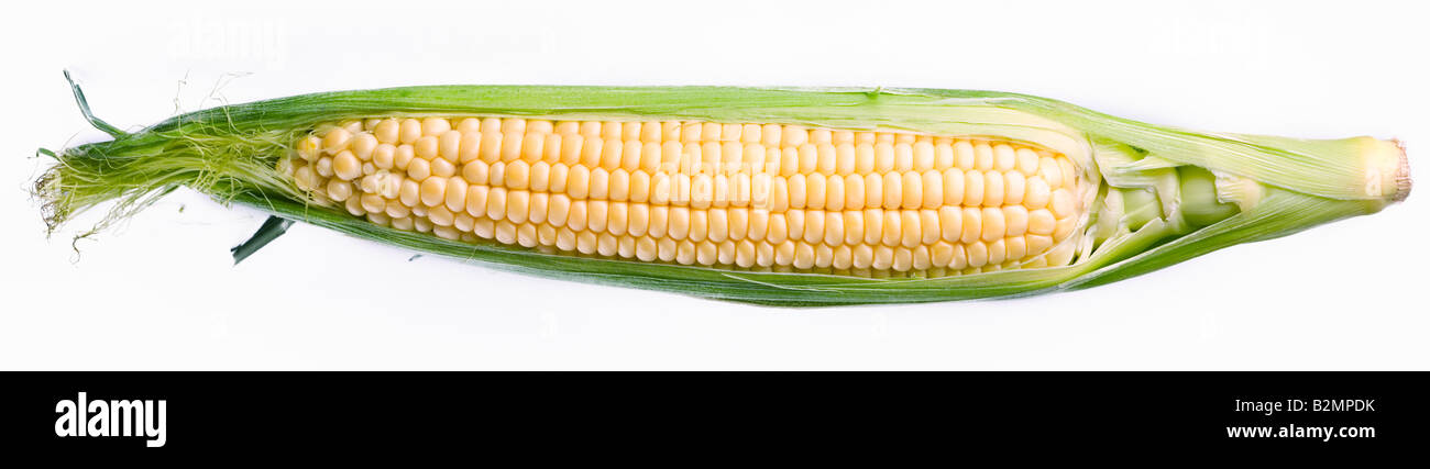 maize Stock Photo