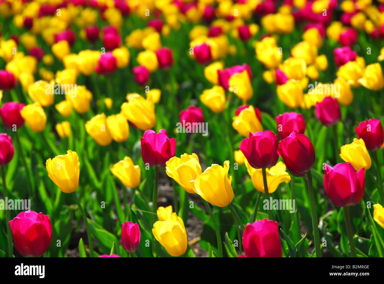 Field of colorful yellow and purple tulips Stock Photo - Alamy