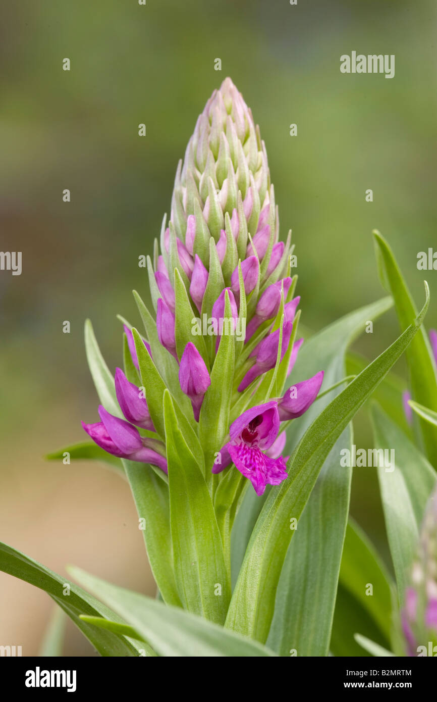 Marsh orchid in cultivation Stock Photo