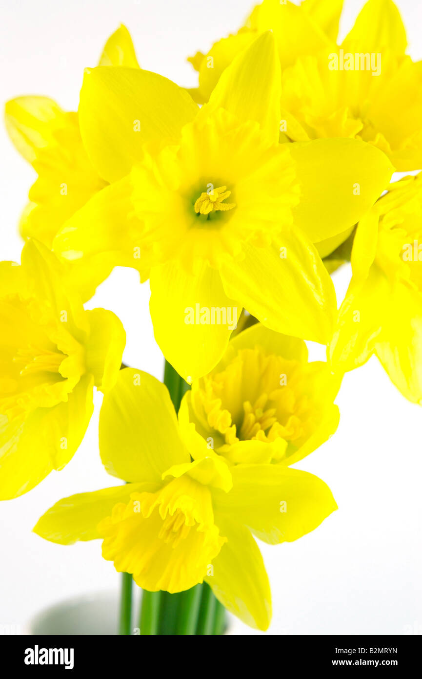 Daffodils isolated against a white background Stock Photo