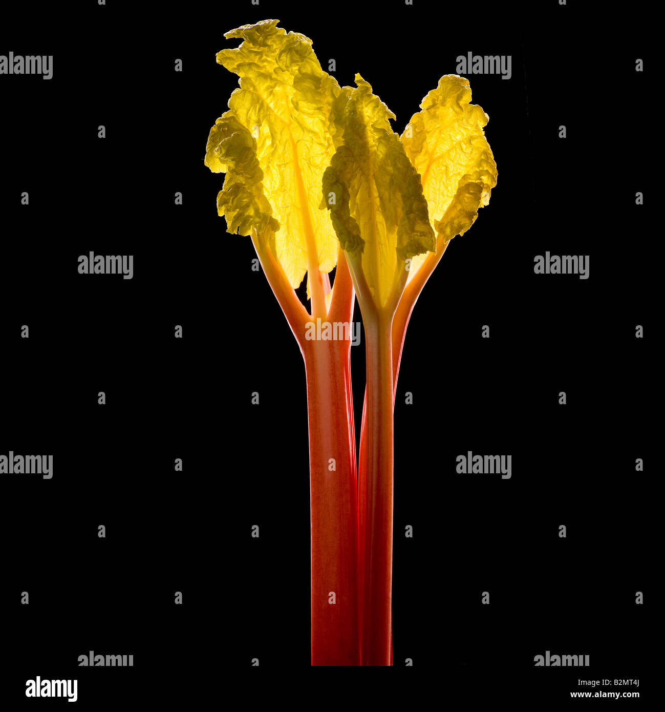 Forced rhubarb growing in dark Stock Photo