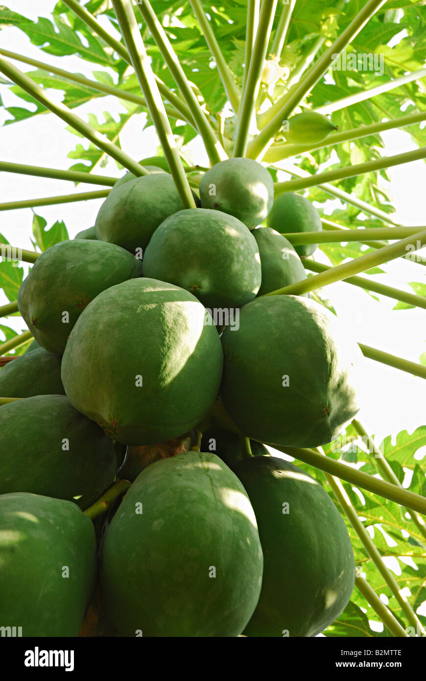 Cauliflorous fruits of papaya (Carica papaya) hang in clusters from the trunk of this common pantropical tree. Stock Photo