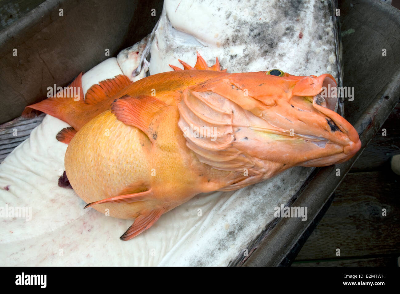 Shortraker rock-fish, Alaskan rockfish, rockfish, Shortraker Rock-fish, Sebastes borealis Stock Photo