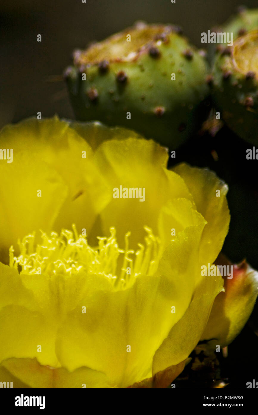 Mexico, Matehuala, Yellow flower Cactus Nopal or Ficus Indica of the family Opuntia Stock Photo
