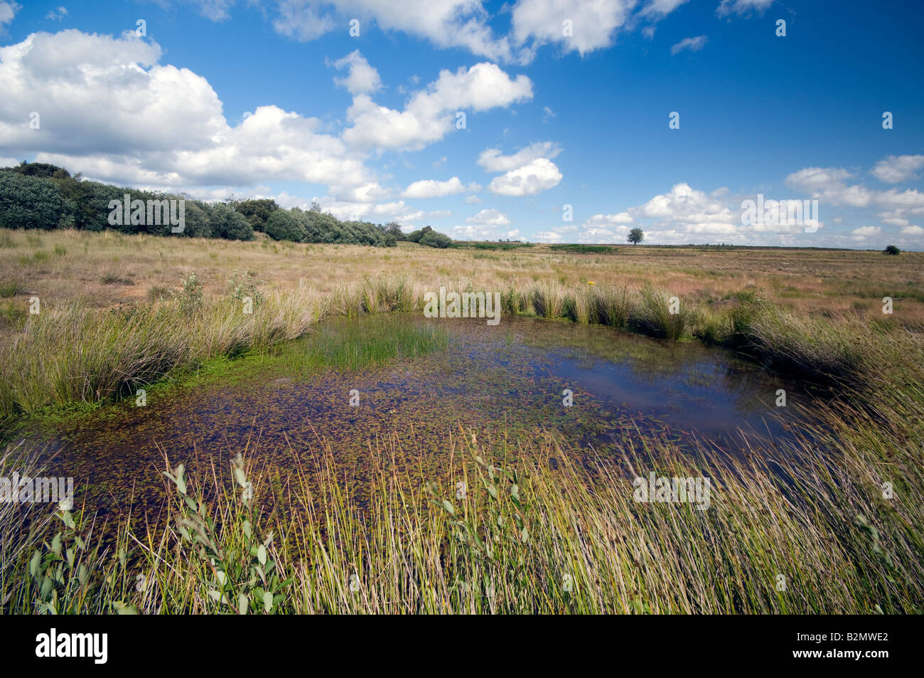 Ramsley reservoir returning vegetation on a drained reservoir in Derbyshire Great Britain Stock Photo