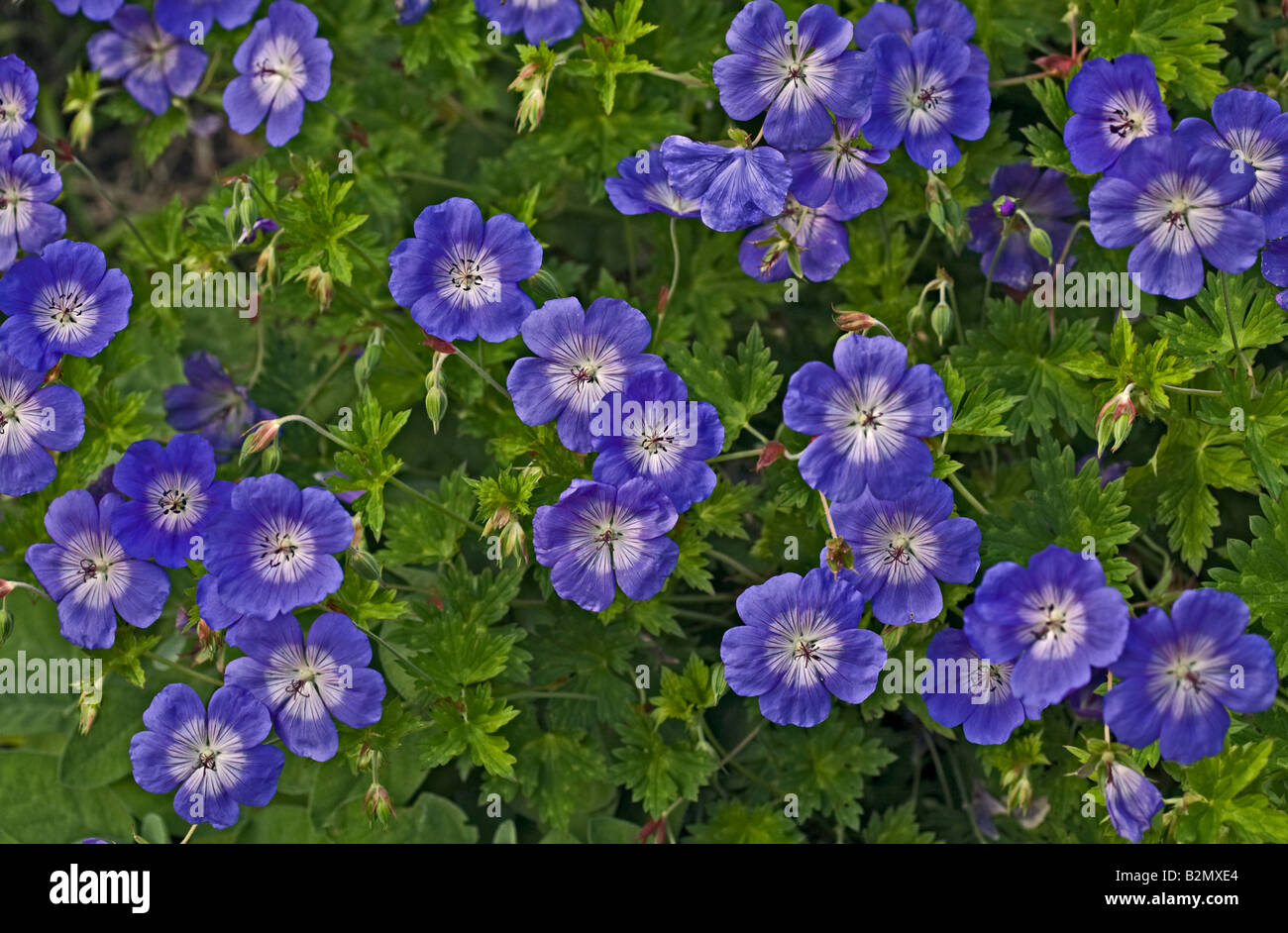 Sea of Blue Geranium flowers Stock Photo