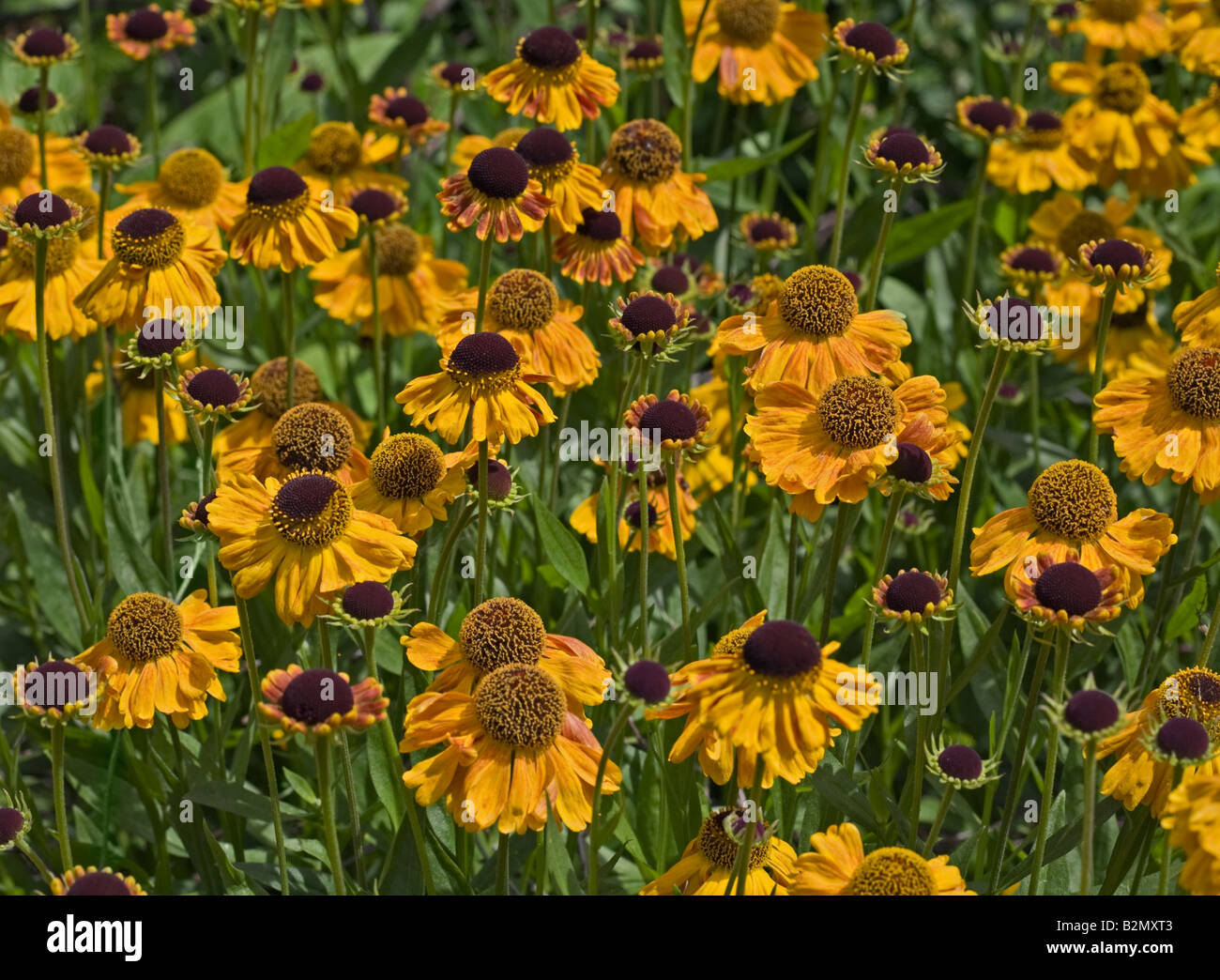 Sea of Yellow Helenium Wyndley flowers (also known as Helen's Flower or Blanket Flower) Stock Photo