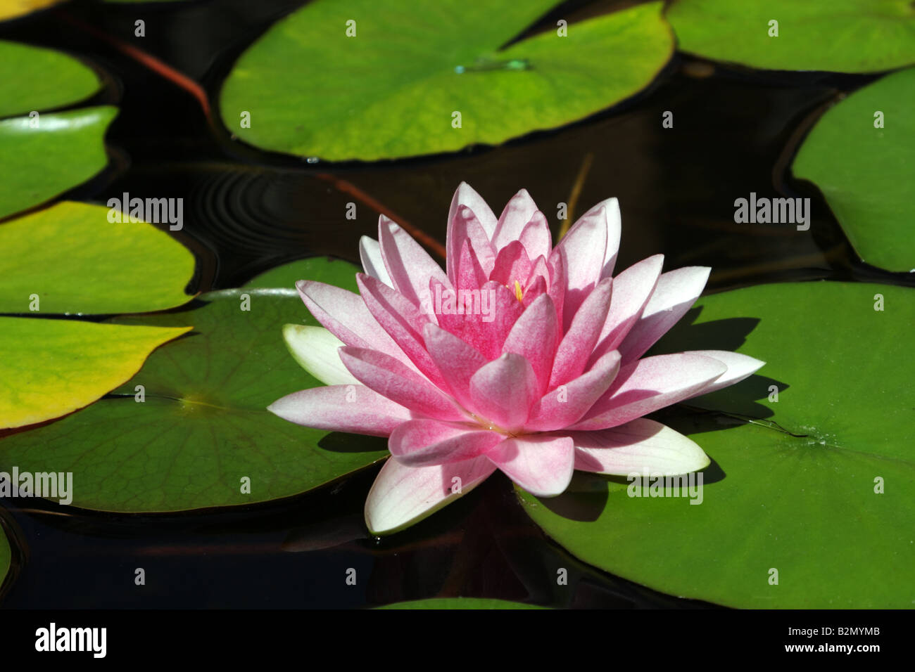 Pink water lily flower in pond Stock Photo Alamy