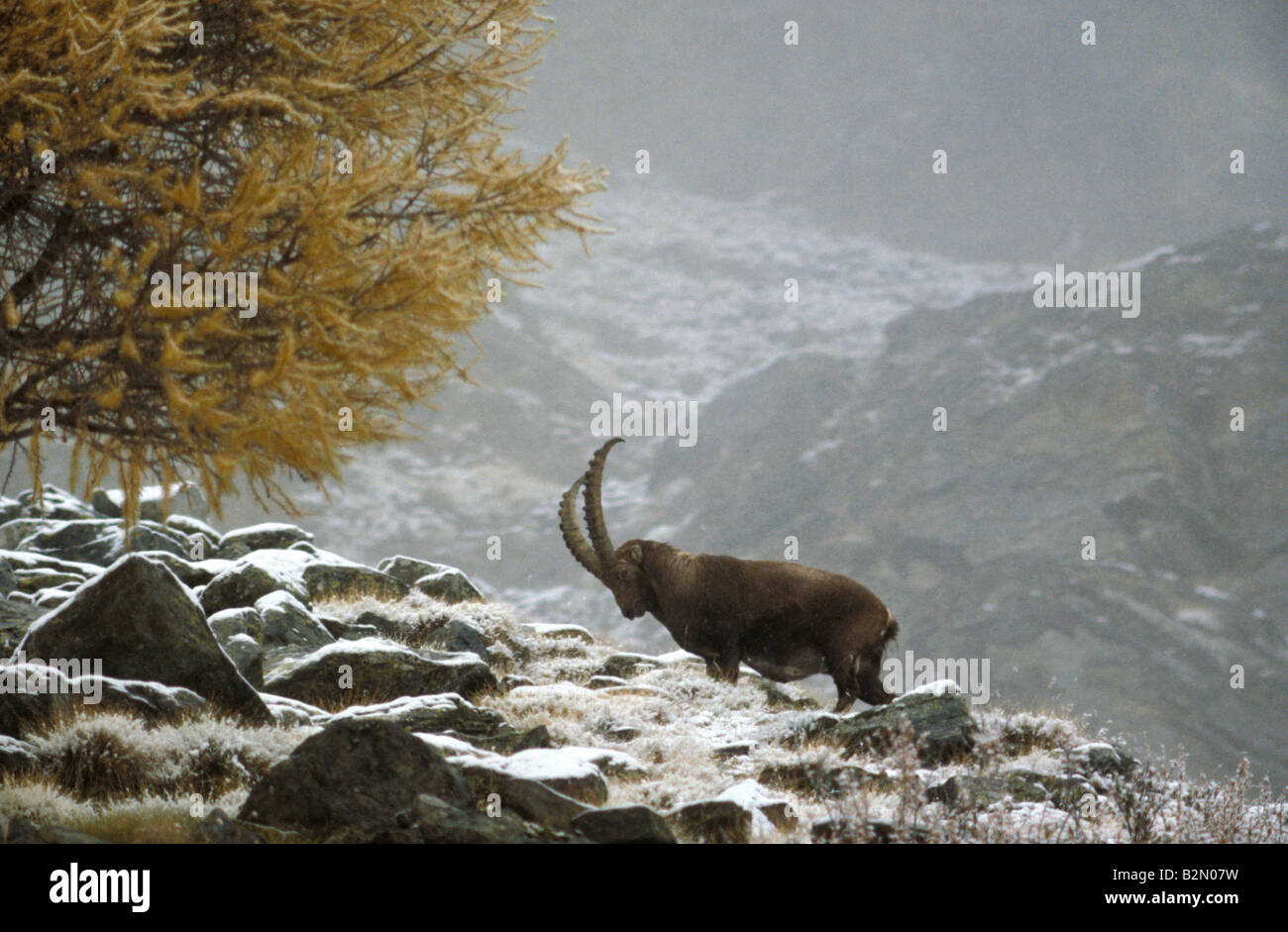 ibex, gran paradiso national park, italy Stock Photo