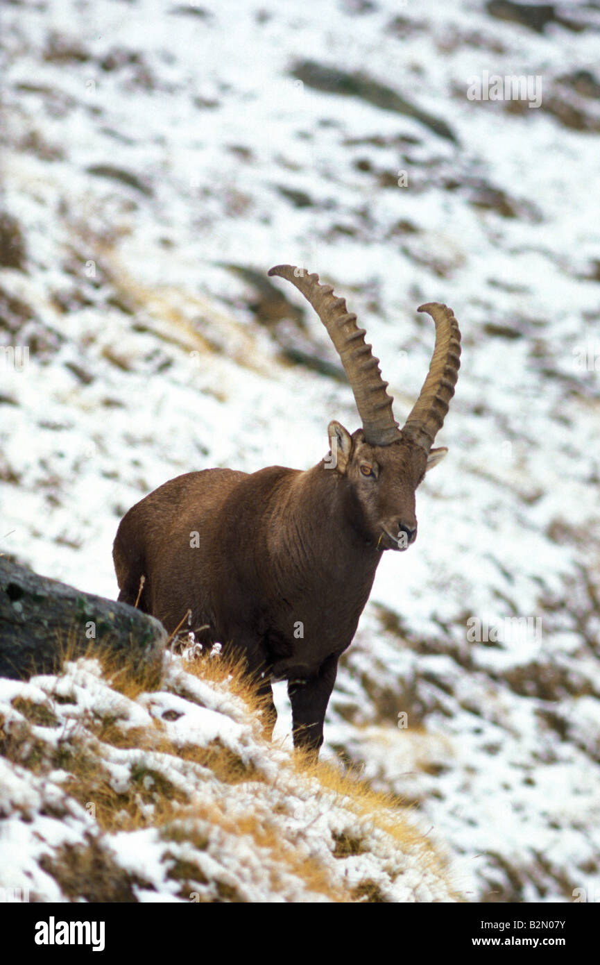 ibex, gran paradiso national park, italy Stock Photo