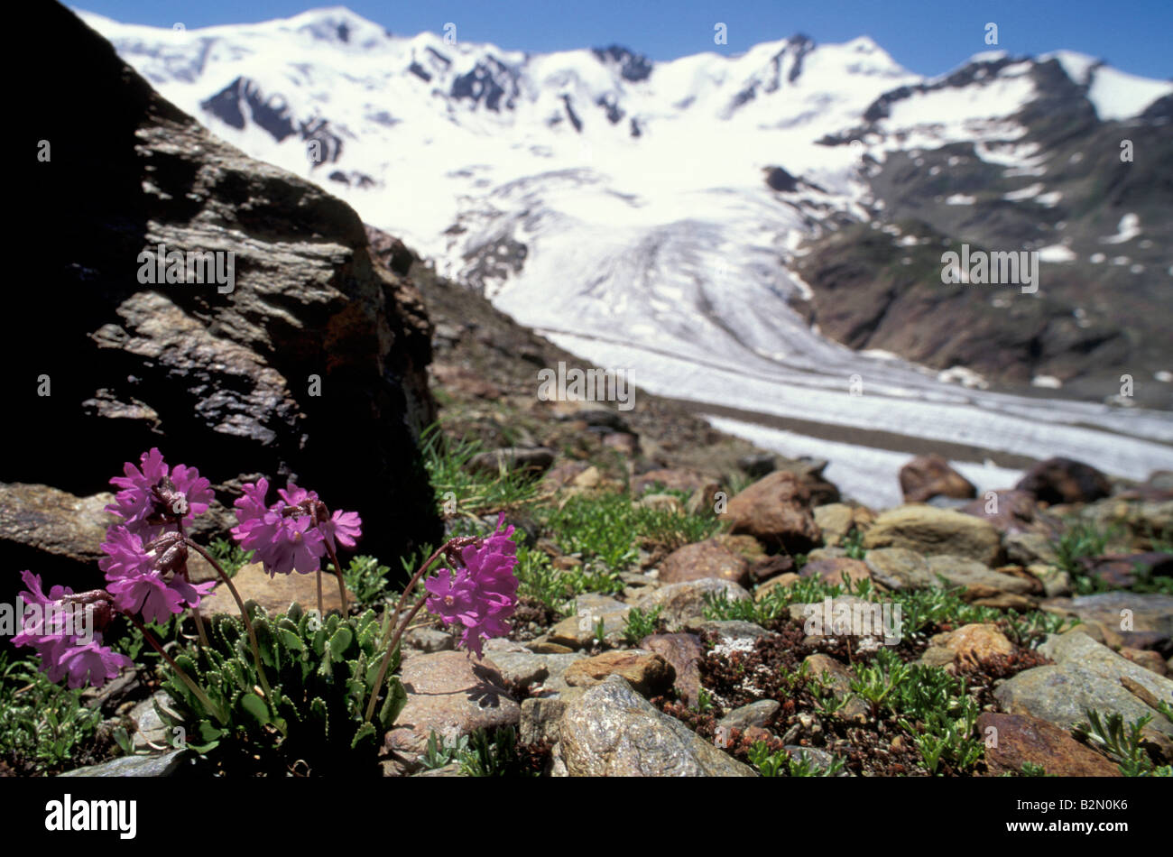 primrose flowers and forni glacier, santa caterina valfurva, italy Stock Photo