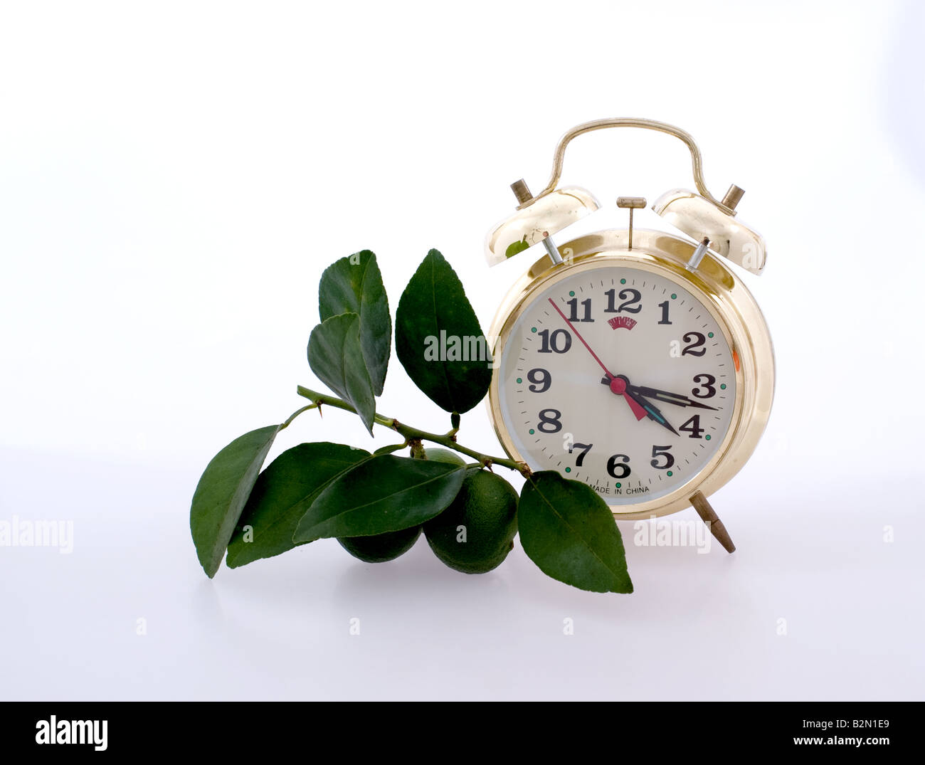 Old style alarm clock next to a keylime branch with new fruit Stock Photo