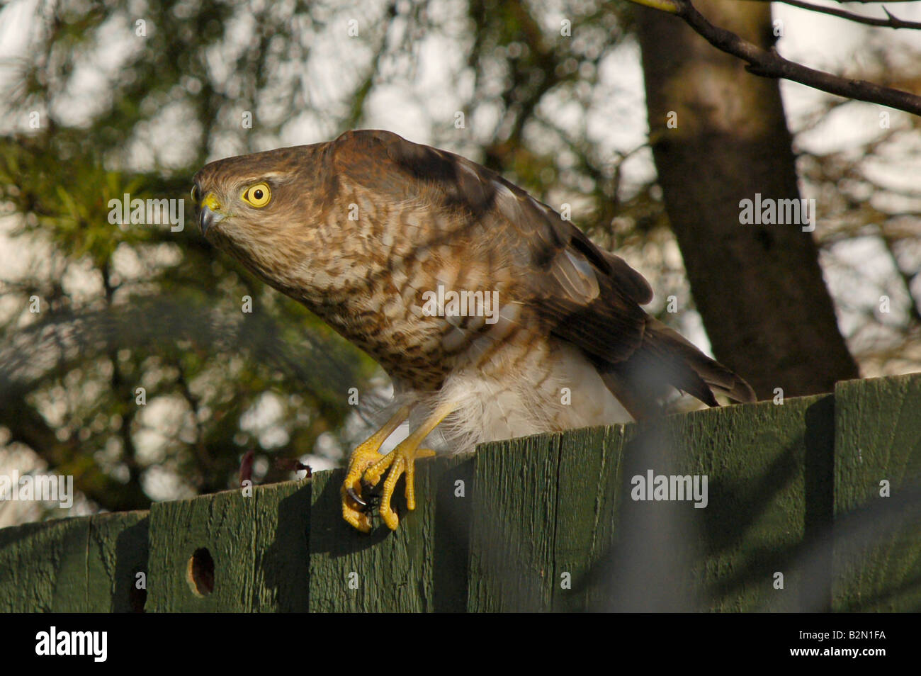 Sparrowhawk on garden fence in hunting mode. Stock Photo