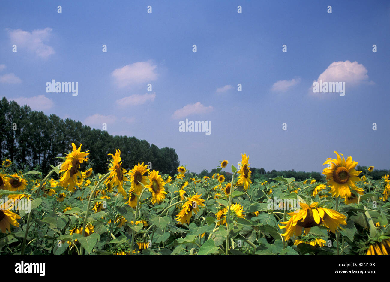 sunflowers field, carpignano sesia, Italy Stock Photo
