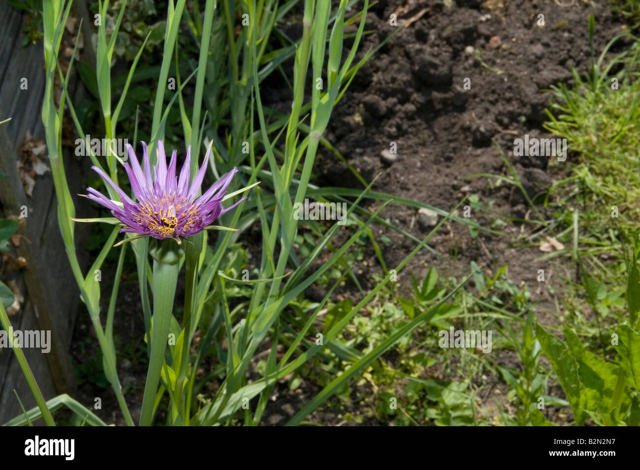 The pretty, spikey, purple flower you get when you let salsify (a skinny white carrot) bolt Stock Photo