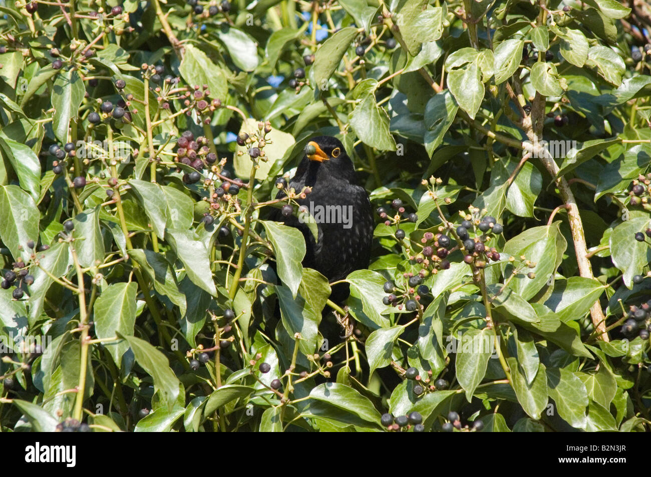 Blackbird in the middle of a glut of ivy berries. Stock Photo