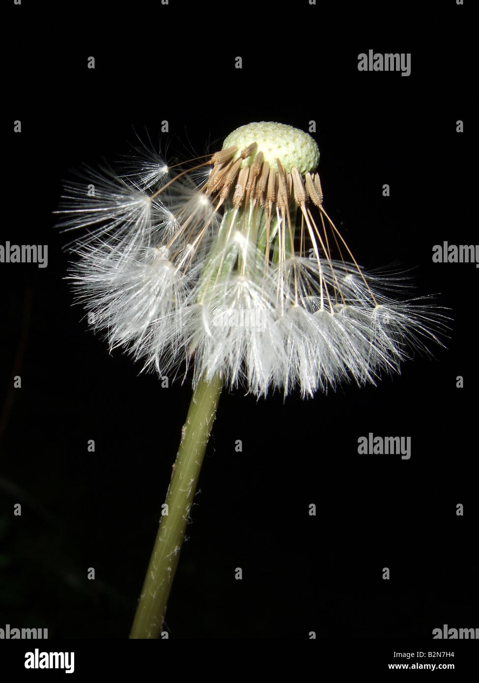 Night time dandelion clock with silky white tufts on black background. A striking contrasting image. Stock Photo