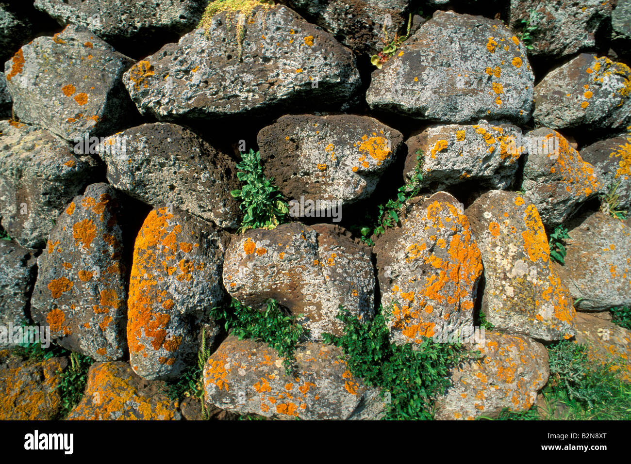 xanthoria elegans lichens at losa nuraghe, paulilatino, italy Stock Photo