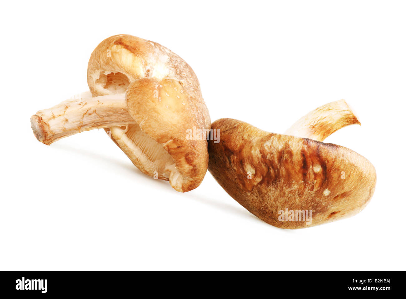 shittake mushrooms are ideal ingredients for adding flavour and texture to any meal Stock Photo