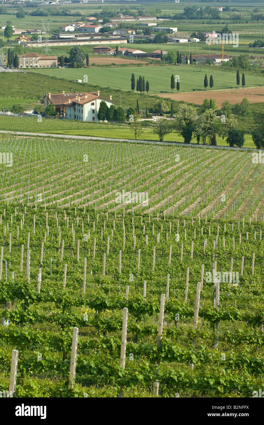 vineyards, custoza, italy Stock Photo