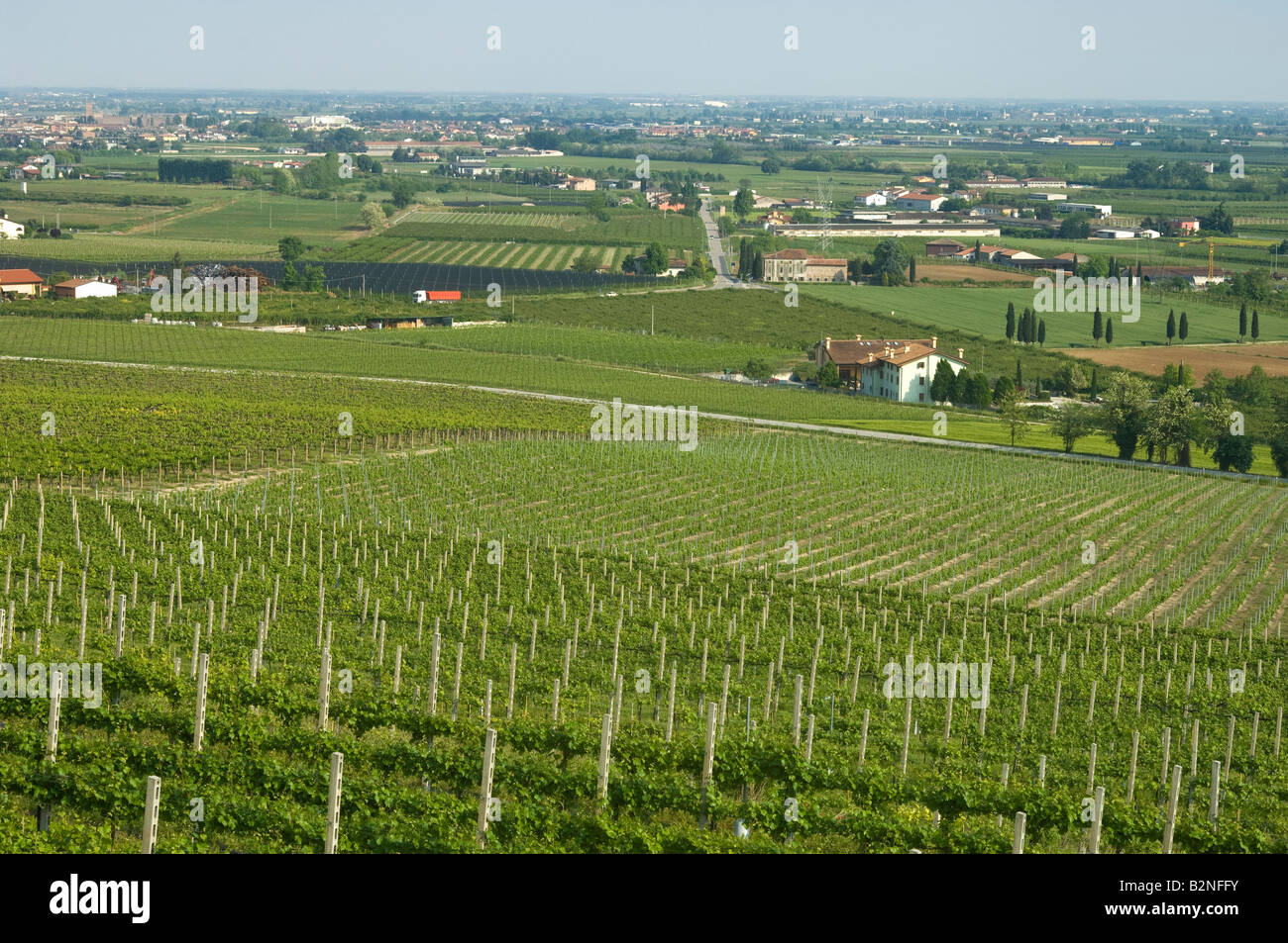 vineyards, custoza, italy Stock Photo