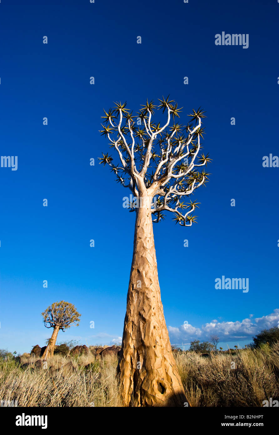 Quiver Tree, Namibia Stock Photo