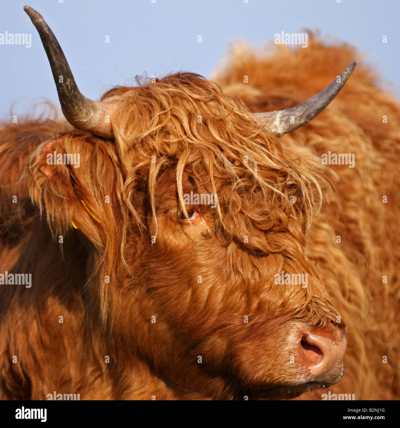 Aberdeen Angus - young bull Stock Photo - Alamy