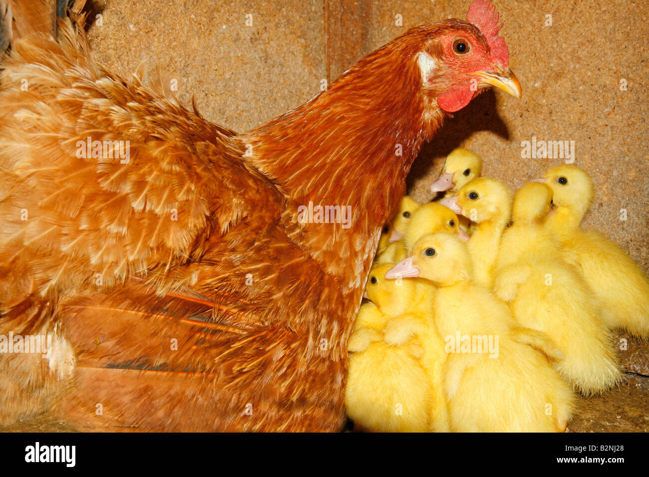 Adopted ducklings and their mother hen Stock Photo