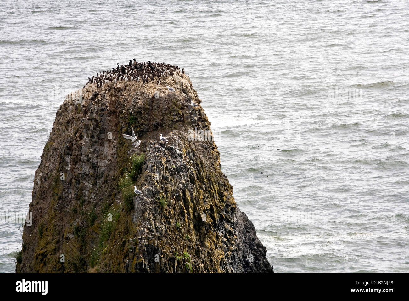 Common Murre's nest, Yaquina Head Lighthouse, Oregon Coast, United