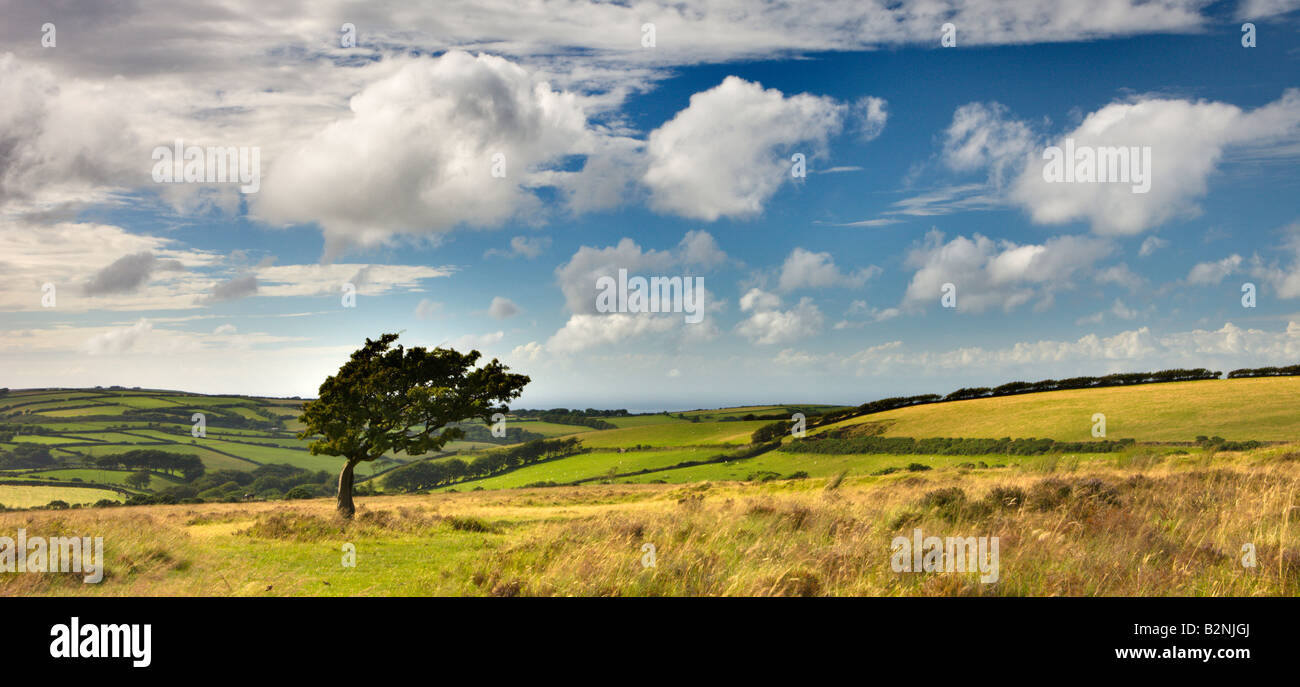 Windswept tree on moorland in Exmoor National Park Somerset England Stock Photo