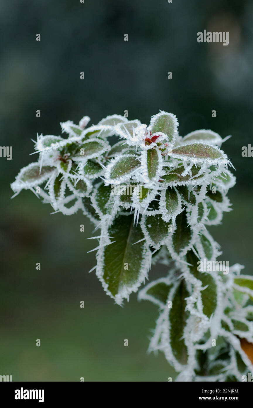Winter frost Stock Photo